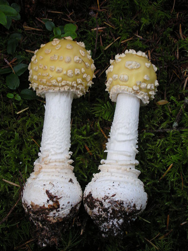 Amanita muscaria var. formosa is now a synonym for Amanita muscaria var. guessowii.