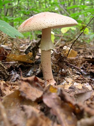 <span class="mw-page-title-main">Blusher</span> Species of fungus