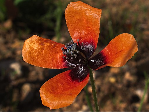 Amapola macho -Papaver argemone (7385599770)