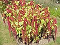 Cordons de gitana (Amaranthus caudatus)