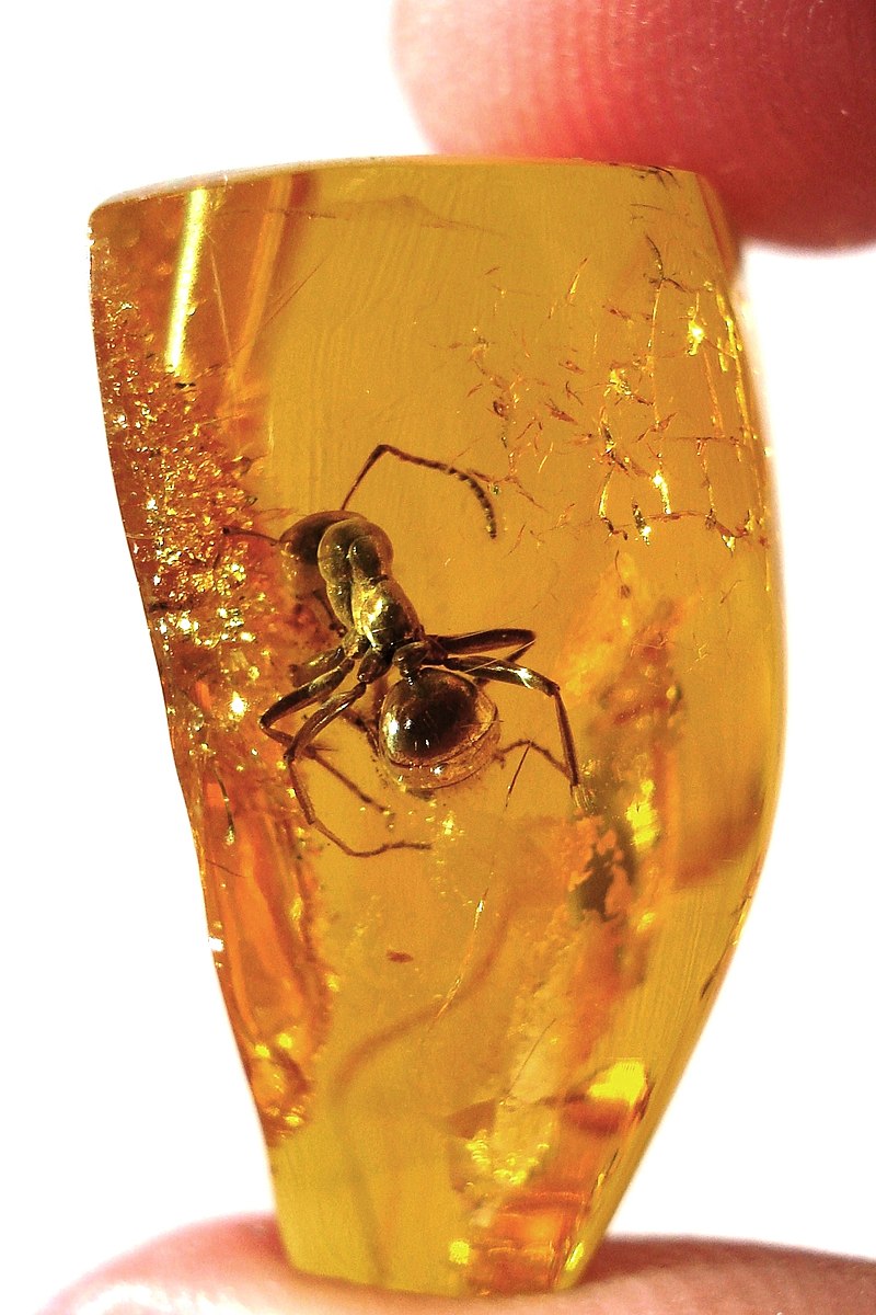 Fossils - Ambra, Amber Dominican Republic with insects