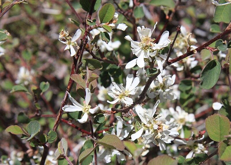 File:Amelanchier utahensis mid.jpg