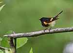 Thumbnail for File:American Redstart (47063306394).jpg