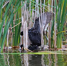 Mating pair, American coots American coots mating.jpg