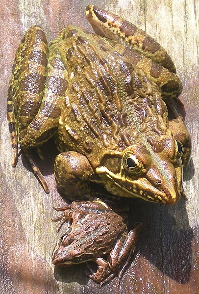 File:Amietia angolensis (common river frog).jpg
