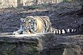 One of the Amur tigers at the Pittsburgh Zoo on a cool winter morning.