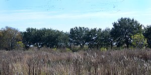 Anahuac National Wildlife Refuge, Chambers County, Texas, USA (1 December 2018).
