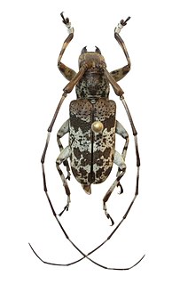 <i>Anancylus socius</i> species of beetle