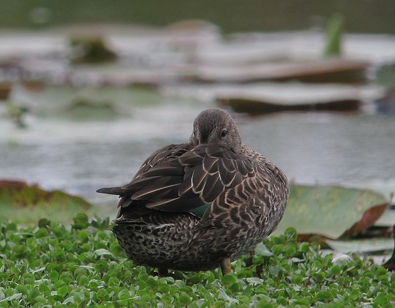 File:Anas discors Barraquete aliazul Blue-winged Teal (11480411834).jpg