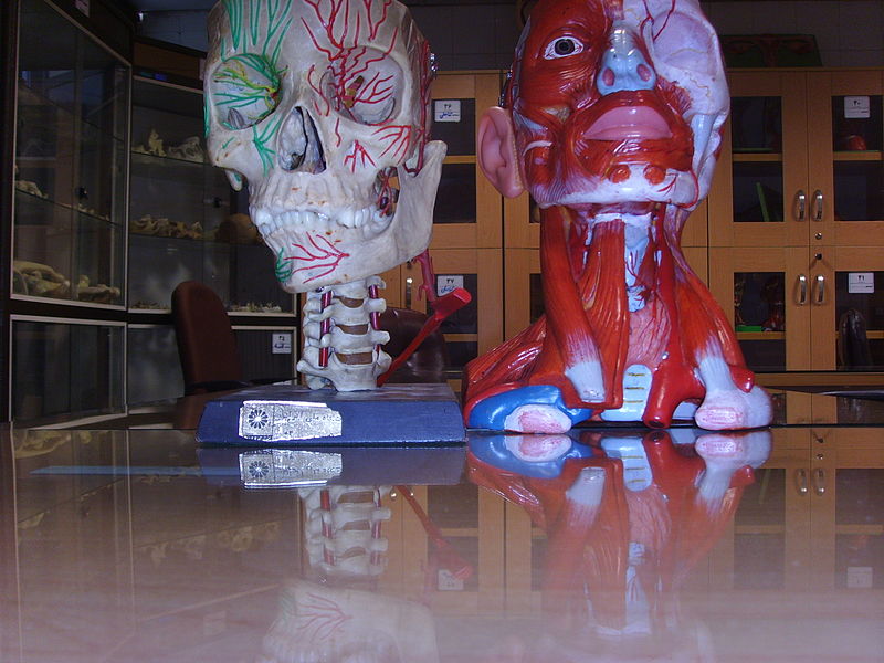 File:Anatomical Moulages ( Head and Neck).JPG