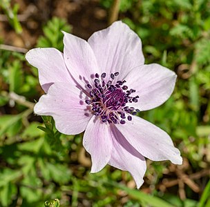 Anemone coronaria