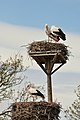* Nomination Stork's nest in the wetlands of the Empordà-Catalonia - Spain --alberto-g-rovi 20:01, 4 April 2014 (UTC) * Decline Too noisy. Sorry. --Bgag 04:09, 5 April 2014 (UTC)