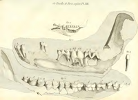 Anoplotherium 1804 Cuvier Lower Jaw.png