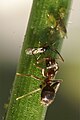 Ant-aphid-exploit-by-wasp.jpg