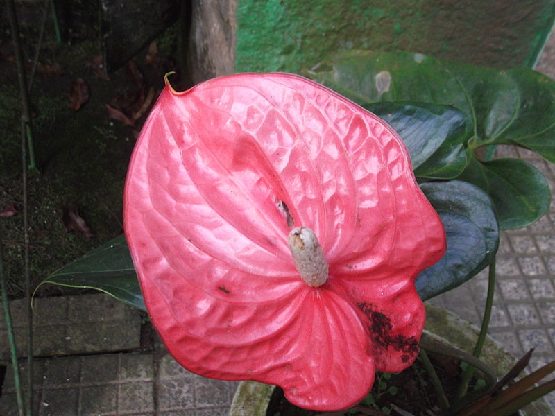 File:Anthurium andraeanum speech-yercaud-salem-India.JPG