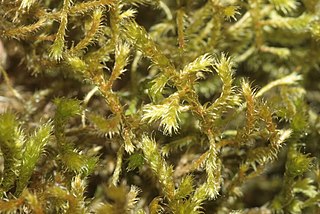 <i>Antitrichia curtipendula</i> Species of moss