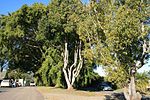 Thumbnail for Anzac Avenue Memorial Trees