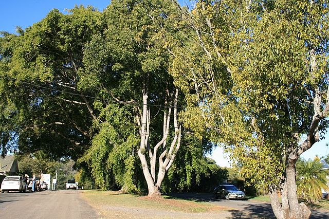 Anzac Avenue (main street of Beerburrum) with its memorial avenue of trees, 2007