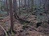 Aokigahara Forest (10863169686).jpg