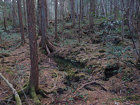 Suuntaa-antava kuva artikkelista Aokigahara