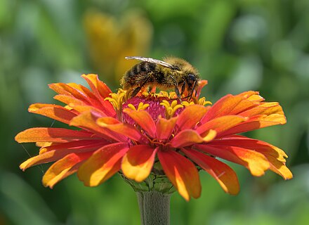 Apidae of Canada over Zinnia elegans 'Zowie Yellow Flame'