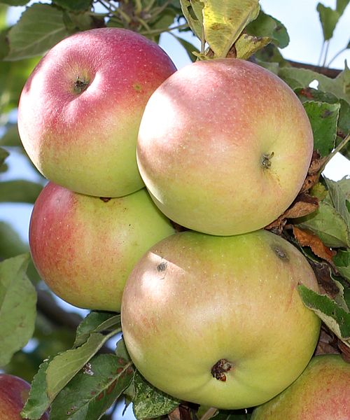 File:Apples on tree 2011 G1 cropped.jpg
