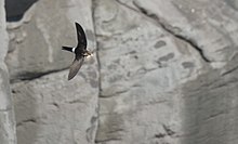 Flying with nesting material near coastal cliffs in Japan Apus pacificus -Japan -flying-8 (2).jpg