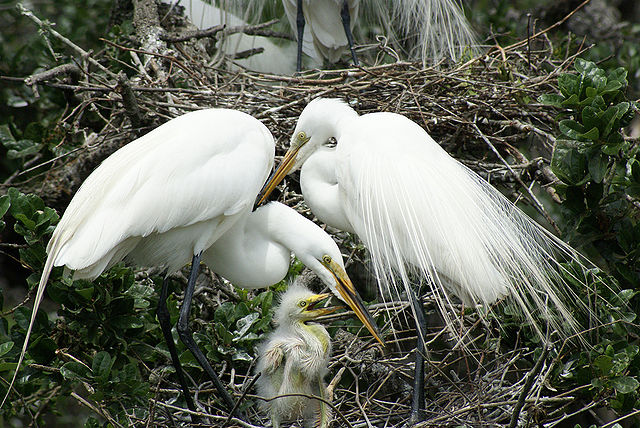 A great egret family; plume birds were often shot while sitting on their nests.