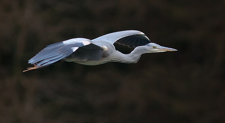 Серая цапля (Ardea cinerea) в полёте