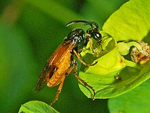 Argidae - Arge cyanocrocea-1.JPG