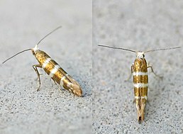 Argyresthia trifasciata