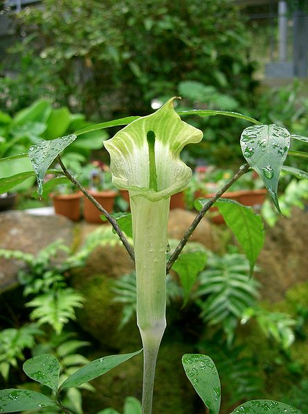 File:Arisaema yamatense1.jpg