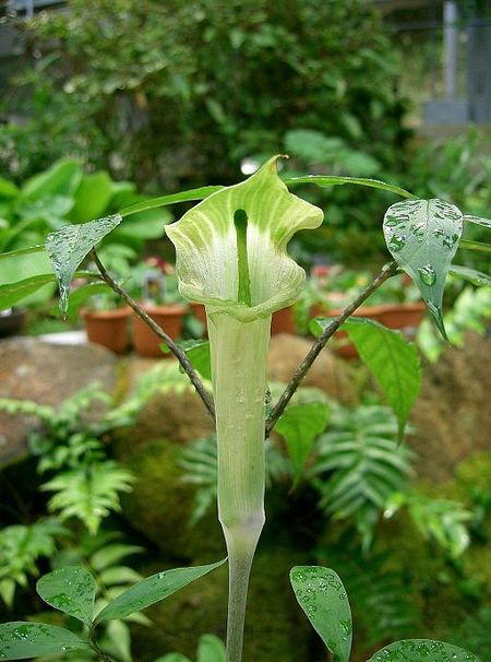 Arisaema_yamatense