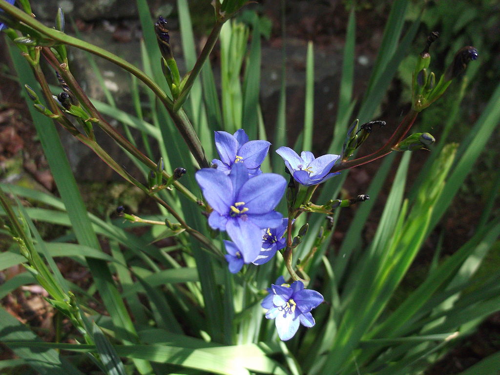 Aristea ecklonii-BSI-yercaud-salem-India.JPG