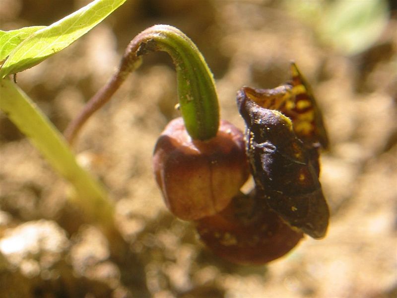 File:Aristolochia pontica1.jpg