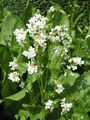 horseradish plants, which release allyl isothiocyanate upon cutting