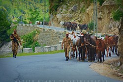 The Pakistan army's troops from RVF Corps mobilizing the livestocks in Kashmir in 2017. Army in kashmir.jpg