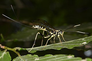 <i>Arotes</i> Genus of wasps