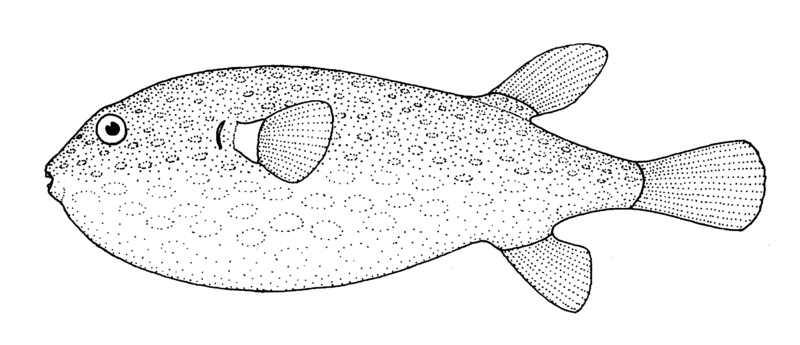 File:Arothron firmamentum (Starry toado).gif