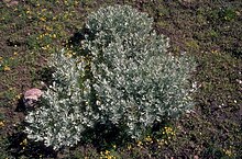Artemisia rigida.jpg