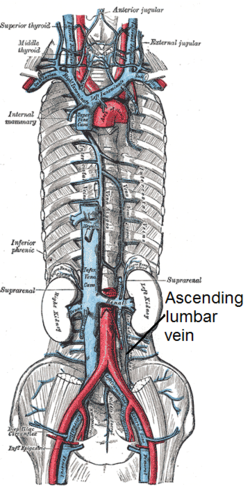 Ascending lumbar vein.png