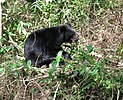 Asian black bear in CTNP.jpg