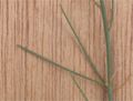 Asperge blad Asparagus officinalis.jpg