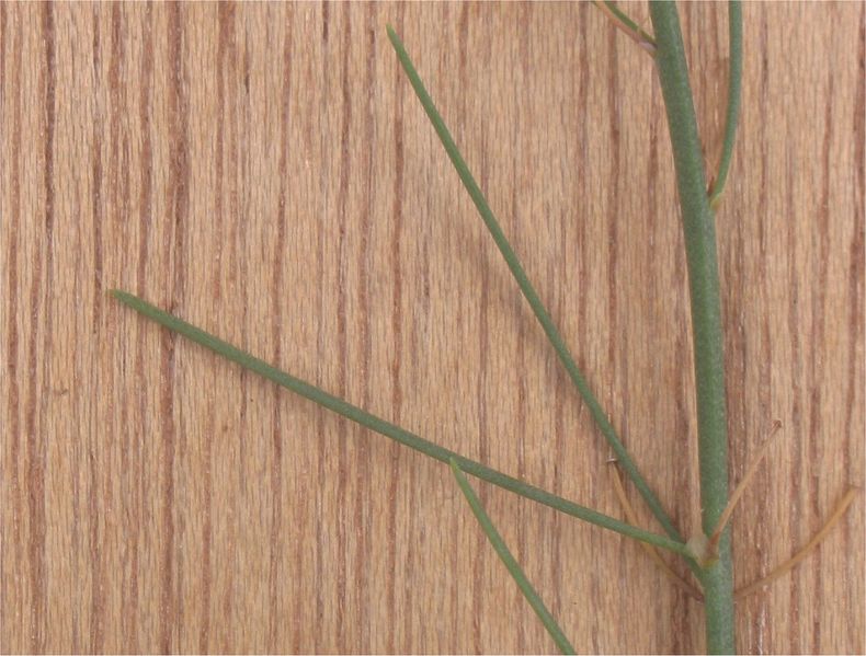 File:Asperge blad Asparagus officinalis.jpg