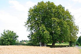 Paprastasis skroblas (Carpinus betulus)