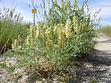 Astragalus canadensis, or Canadian milkvetch