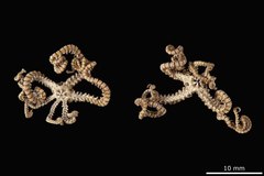 File:Astroceras annulatum var. gemmiferum - OPH-000343 hab-ven.tif (Category:Echinodermata in the Natural History Museum of Denmark)