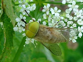 Keltatuhkapaarma (Atylotus fulvus)