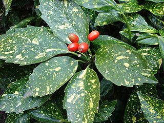 <span class="mw-page-title-main">Garryales</span> Order of flowering plants