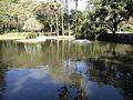 Ponds at the Brisbane City Botanic Gardens.